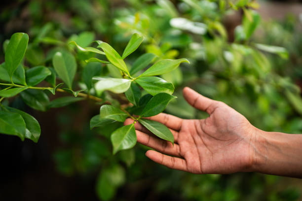 How Our Tree Care Process Works  in  Tangelo Park, FL