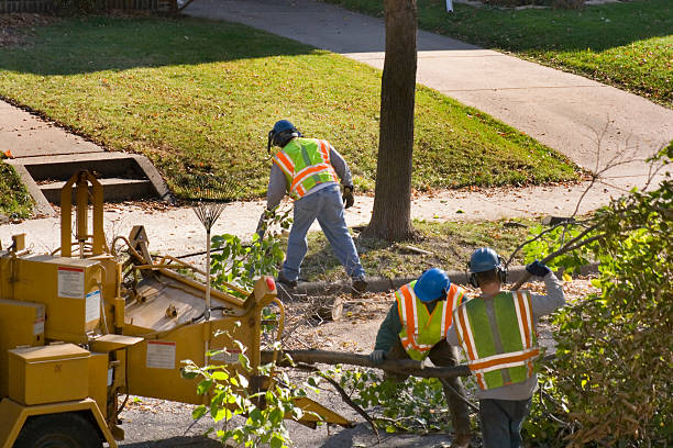 Best Tree Maintenance Programs  in Tangelo Park, FL