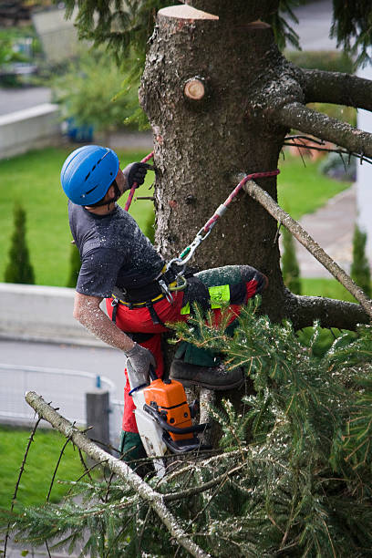 Best Tree Health Inspection  in Tangelo Park, FL