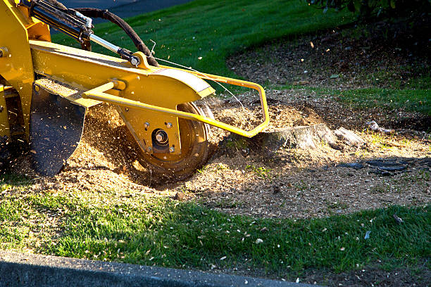 Best Palm Tree Trimming  in Tangelo Park, FL