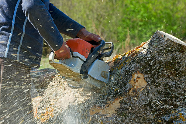 Best Hazardous Tree Removal  in Tangelo Park, FL